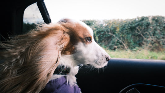 車の座席に座る犬