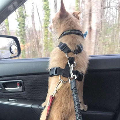 犬用ドライブシートベルト 使用例